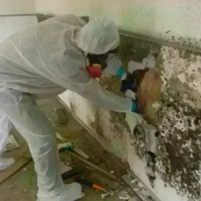 Mold Remediation and Removal in North Saint Paul, MN